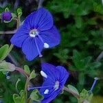 Veronica fruticans Blomma