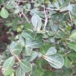 Commiphora glandulosa Blatt