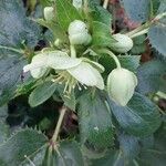 Helleborus argutifolius Квітка