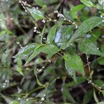 Persicaria posumbu Fuelha