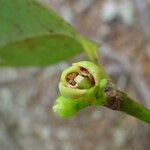 Garcinia pedicellata Kukka