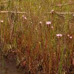 Drosera filiformis Συνήθη χαρακτηριστικά