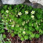 Saxifraga praetermissa Habit