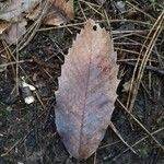 Castanea sativa Lapas