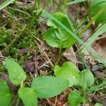 Pyrola minor Leaf