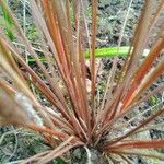 Carex buchananii Leaf