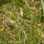 Carex microglochin Elinympäristö