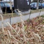 Elymus canadensis Fruit