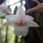 Dendrobium platygastrium