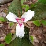 Trillium undulatum Flower