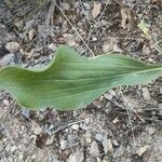 Bupleurum rigidum Leaf