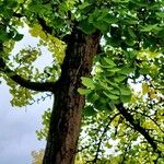 Ginkgo biloba Habit
