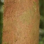 Mouriri nervosa Kabuk