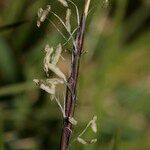 Nardus stricta Цвят