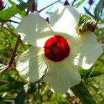 Hibiscus sabdariffa Blomma
