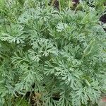 Artemisia absinthium Hoja