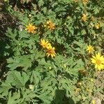Tithonia diversifolia Foglia