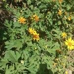 Tithonia diversifolia Feuille