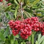 Photinia arbutifolia Ovoce