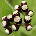 Psiadia anchusifolia Flower