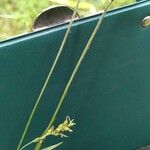 Carex vaginata फूल