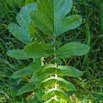 Coincya tournefortii Leaf