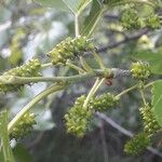 Morus alba Fruit