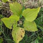 Smilax herbacea ഇല