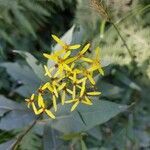 Senecio cacaliaster Kwiat