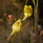 Kickxia scoparia Fula