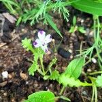 Nemophila maculataFlower
