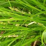 Carex remota Kvet