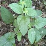 Chrysogonum virginianum Leaf