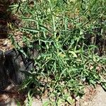 Sisymbrium altissimum Leaf