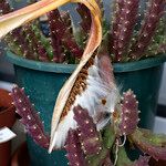 Orbea variegata 果実