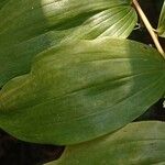 Polygonatum biflorum Leaf