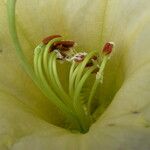 Rhododendron dalhousieae Flower