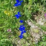 Gentiana utriculosa Blomma