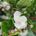 Luma apiculata Kukka