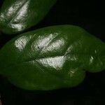 Licania ovalifolia