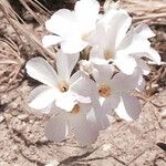 Leptosiphon grandiflorus Flower