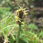 Carex uncinioides