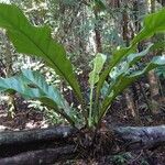 Anthurium schlechtendalii Yaprak