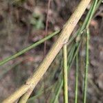 Retama monosperma Other
