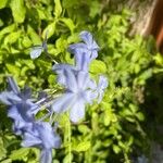Plumbago auriculata Flors