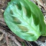 Maranta cristata Hoja