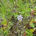 Sisyrinchium langloisii 花