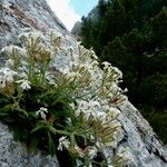 Silene andryalifolia Hábito