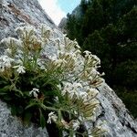 Silene andryalifolia Pokrój