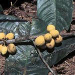 Garcinia benthamiana Fruit